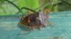 Pentatoma rufipes
